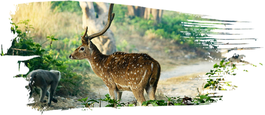 Manas National Park